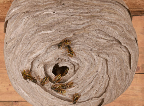 Wasp nest treatments Milton Keynes