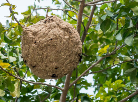 Wasp nest treatments High Wycombe