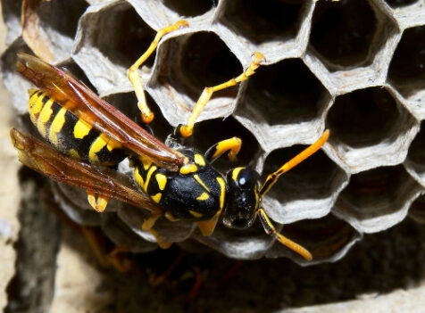 Wasp nest treatments Milton Keynes