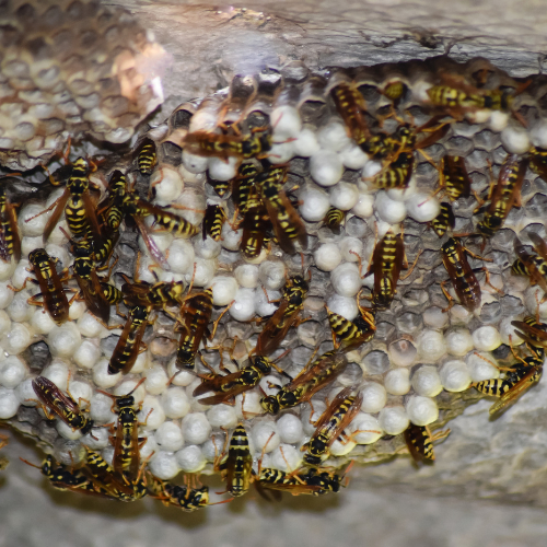 wasp nest removal Cambridgeshire