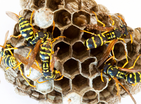 What Is the Best Time of Year to Remove a Wasp Nest in Buckden