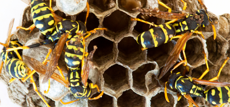 What Is the Best Time of Year to Remove a Wasp Nest in Buckden