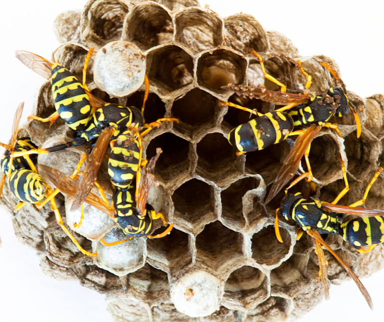 What Is the Best Time of Year to Remove a Wasp Nest in Buckden